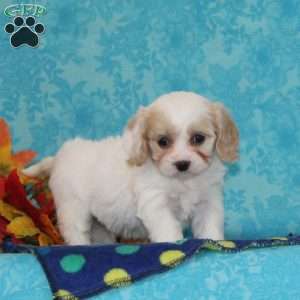 Orange, Cavachon Puppy